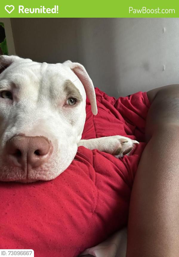 Reunited Female Dog last seen Green run elementary, Virginia Beach, VA 23452