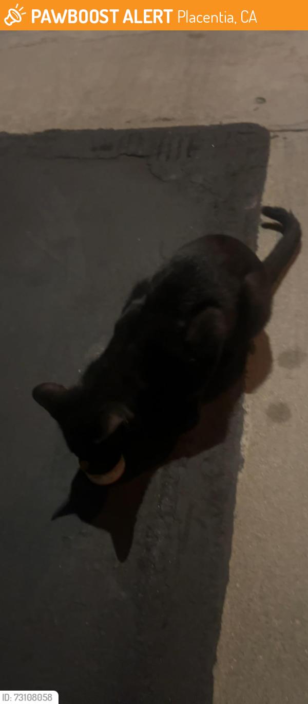 Found/Stray Male Cat last seen E holcomb pl, N janicky way inside the alta vista gated community, Placentia, CA 92870