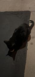 Found/Stray Male Cat last seen E holcomb pl, N janicky way inside the alta vista gated community, Placentia, CA 92870