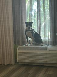 Found/Stray Female Dog last seen W Baseline rd and Avenida del Yaqui, Tempe, AZ 85283