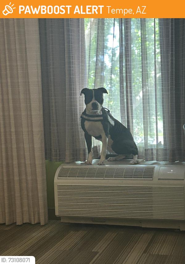 Found/Stray Female Dog last seen W Baseline rd and Avenida del Yaqui, Tempe, AZ 85283