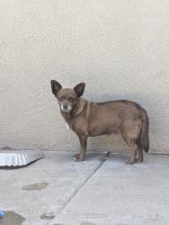 Found/Stray Female Dog last seen Prescott, Modesto, CA 95350