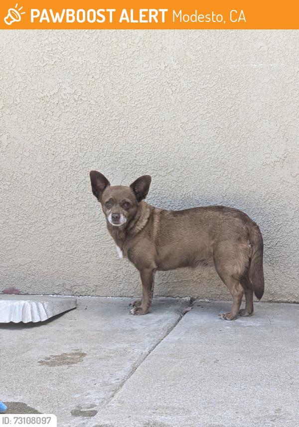 Found/Stray Female Dog last seen Prescott, Modesto, CA 95350