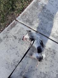 Lost Female Dog last seen Cielo Ranch 6026, San Antonio, TX 78218