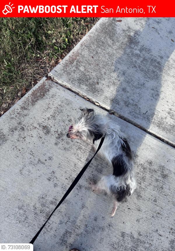 Lost Female Dog last seen Cielo Ranch 6026, San Antonio, TX 78218