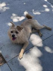 Reunited Male Dog last seen Martha St and S 6th St, San Jose, CA 95112