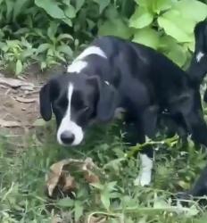 Lost Female Dog last seen Creston Avenue, Des Moines, IA 50315
