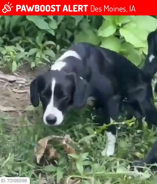 Lost Female Dog last seen Creston Avenue, Des Moines, IA 50315