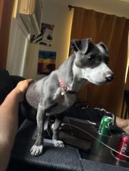 Reunited Female Dog last seen Hb, Monrovia, CA 91016