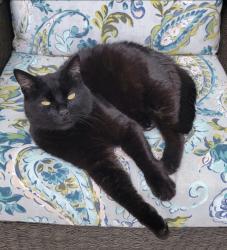 Reunited Male Cat last seen Walnut Valley and Park Edge Dr, Washington Township, OH 45458