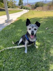Reunited Male Dog last seen Tillie Ct, West Covina, CA 91792, USA, West Covina, CA 91792