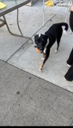 Reunited Male Dog last seen Hidden creek rd 27127 by Sheetz, Winston-Salem, NC 27127