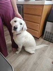 Found/Stray Female Dog last seen Intensity Atheltics, French Valley, CA 92563