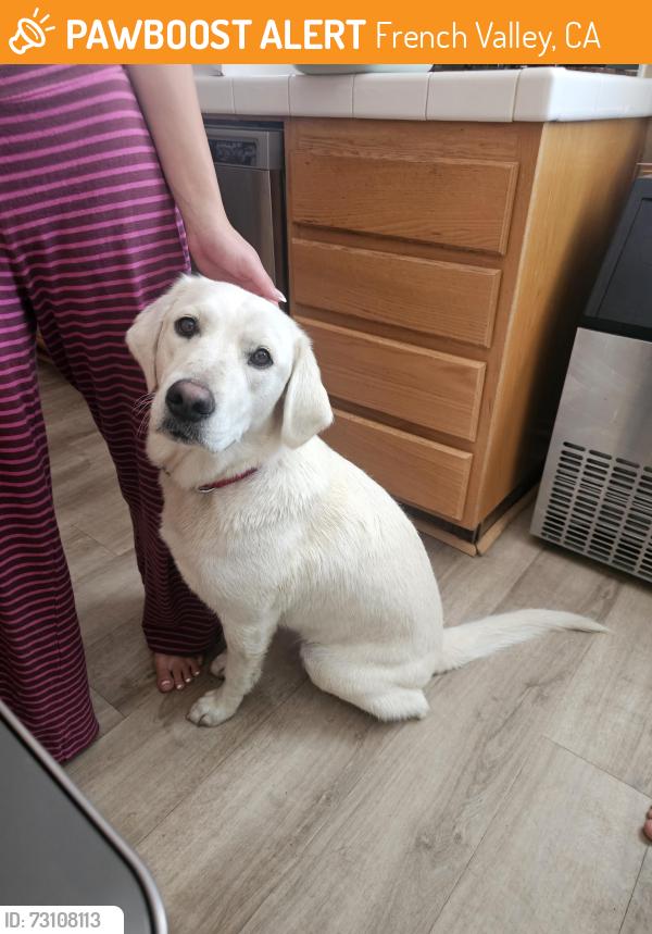 Found/Stray Female Dog last seen Intensity Atheltics, French Valley, CA 92563