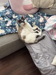 Reunited Male Cat last seen He jumped from the patio and he could be hiding in somewhere back yard, San Diego, CA 92103