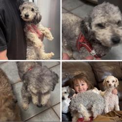 Reunited Male Dog last seen Between 51st and 61st Lynn lane, Broken Arrow, OK 74012
