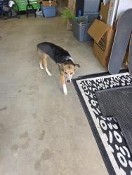 Reunited Male Dog last seen Bonny castle and ediburg dr, Oklahoma City, OK 73099
