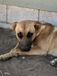 Found/Stray Male Dog last seen Santa Rosa Mine Rd., Perris, CA 92572