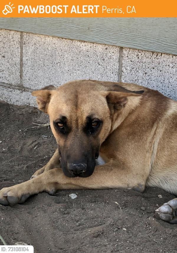 Found/Stray Male Dog last seen Santa Rosa Mine Rd., Perris, CA 92572