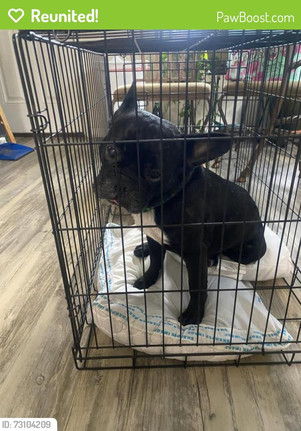 Reunited Male Dog last seen Blueridge Park, Houston, TX 77053