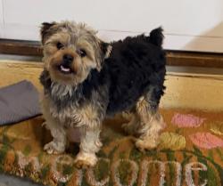 Reunited Male Dog last seen Keyes, Keyes, CA 95328