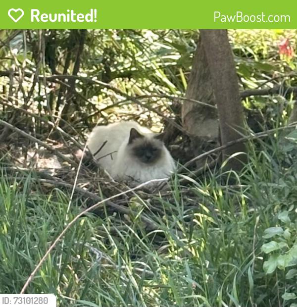 Reunited Unknown Cat last seen Chase Dr and Lamar Dr, Arvada, CO 80003