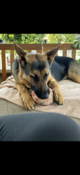 Lost Female Dog last seen Majestic Ave, Jadestone Ave in Cimarron ranch, San Bernardino, CA 92407