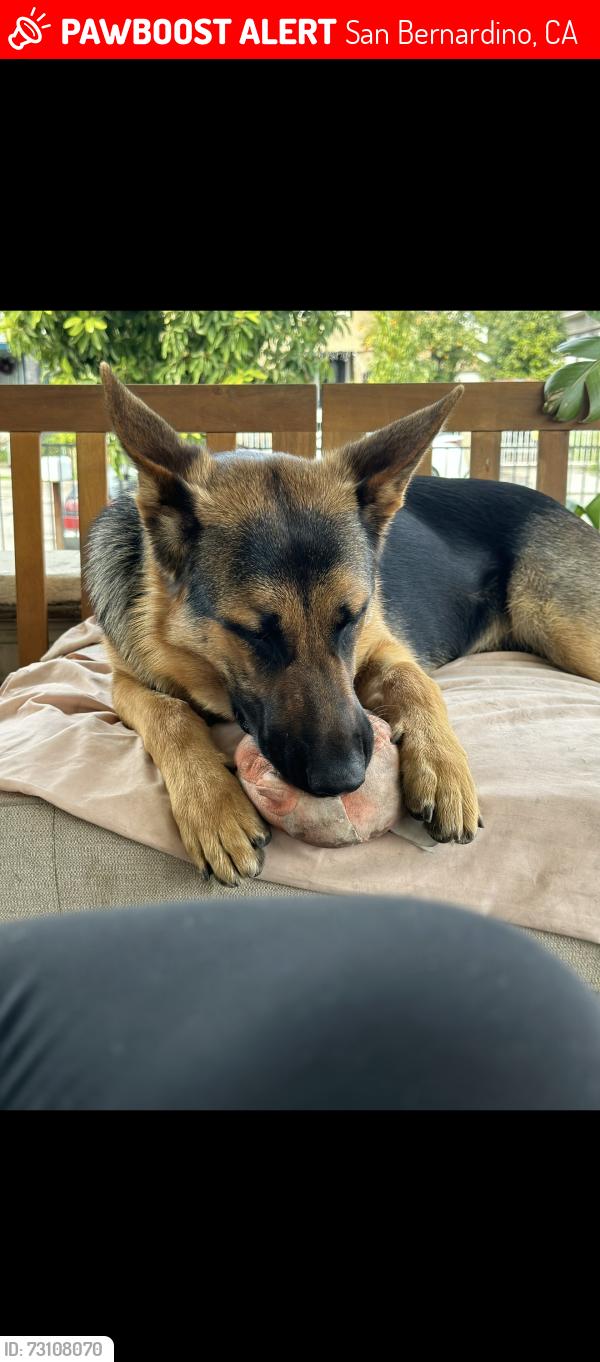 Lost Female Dog last seen Majestic Ave, Jadestone Ave in Cimarron ranch, San Bernardino, CA 92407