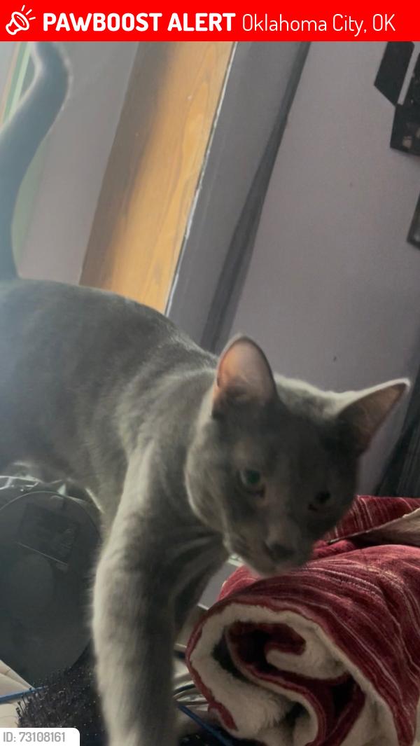 Lost Male Cat last seen Klein, Oklahoma City, OK 73107