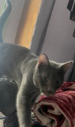 Lost Male Cat last seen Klein, Oklahoma City, OK 73107