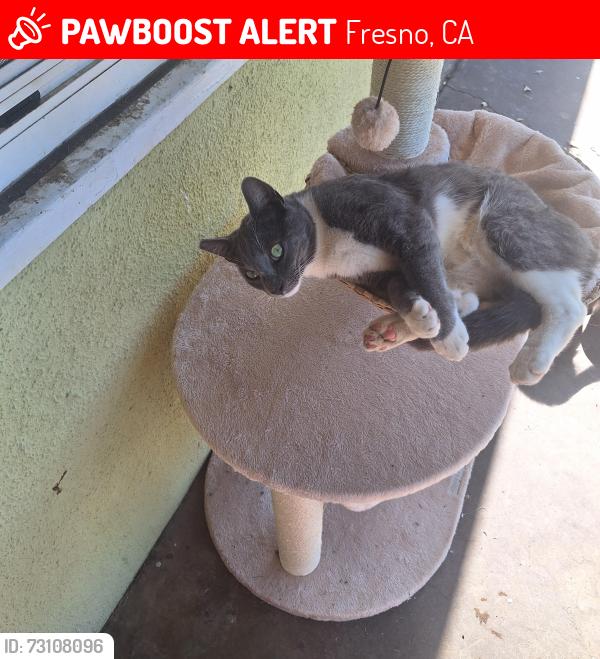 Lost Male Cat last seen Winery and Princeton, Fresno, CA 93703