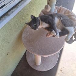 Lost Male Cat last seen Winery and Princeton, Fresno, CA 93703