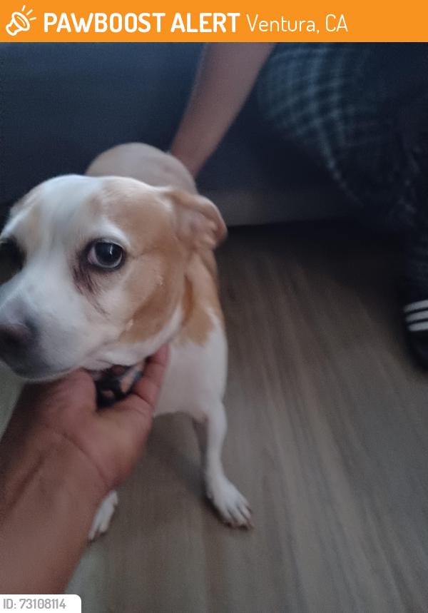 Found/Stray Female Dog last seen Ashwood, Ventura, CA 93003