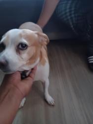 Found/Stray Female Dog last seen Ashwood, Ventura, CA 93003