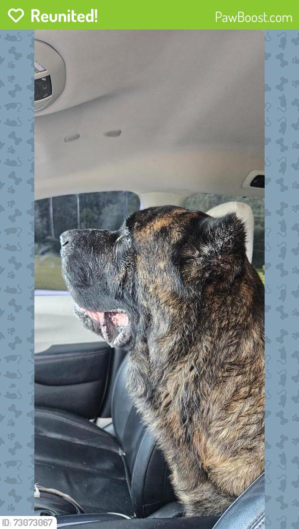 Reunited Male Dog last seen Lakeshore Ranch , Land O' Lakes, FL 34638