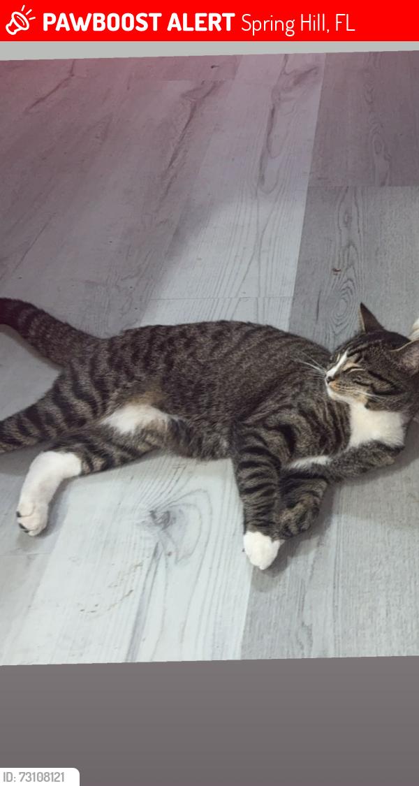 Lost Male Cat last seen persian st, Spring Hill, FL 34608