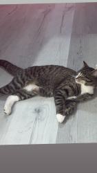 Lost Male Cat last seen persian st, Spring Hill, FL 34608