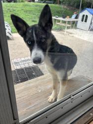 Lost Female Dog last seen Crescent ct Winston Salem, Midway, NC 27127