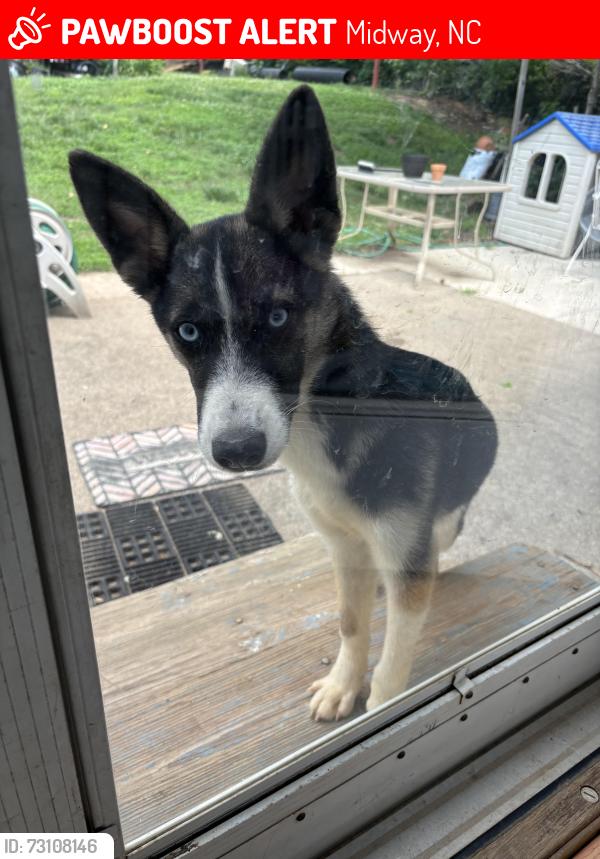 Lost Female Dog last seen Crescent ct Winston Salem, Midway, NC 27127
