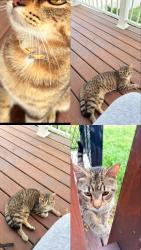Found/Stray Unknown Cat last seen By fatima church, Cleveland, OH 44103