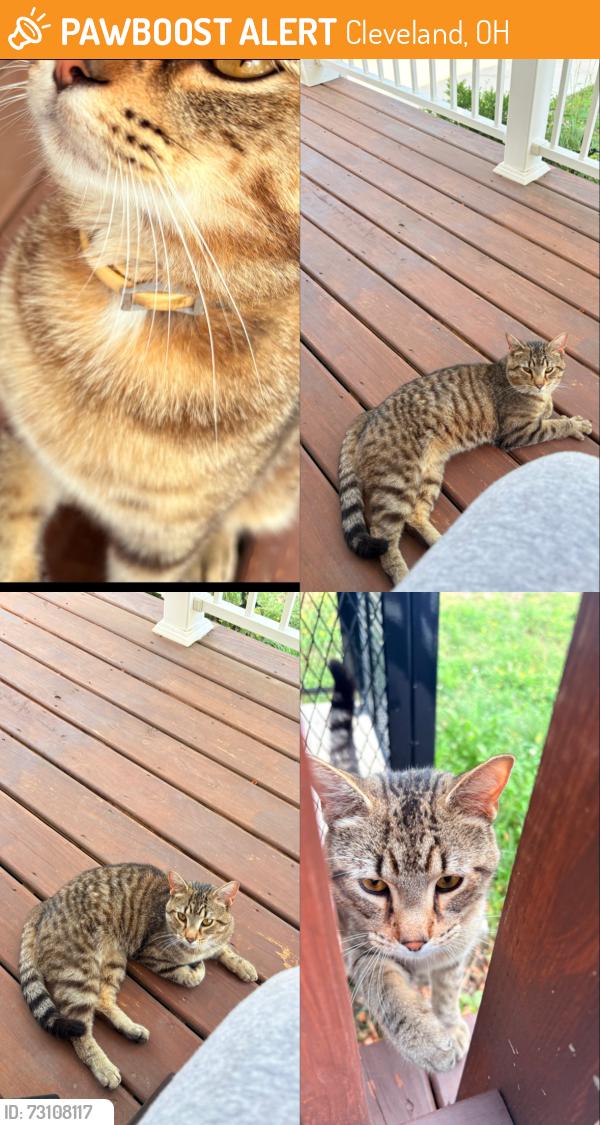 Found/Stray Unknown Cat last seen By fatima church, Cleveland, OH 44103