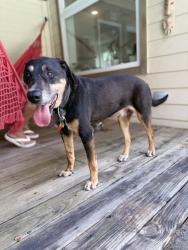 Found/Stray Male Dog last seen Saddlebrook Ln & Roesner rd, Katy, TX 77494
