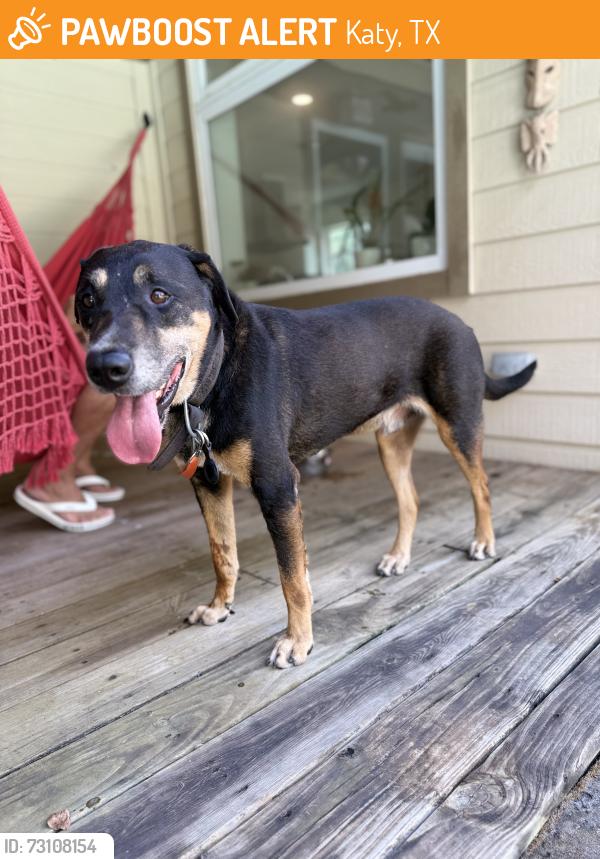 Found/Stray Male Dog last seen Saddlebrook Ln & Roesner rd, Katy, TX 77494