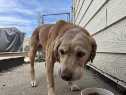 Reunited Male Dog last seen Keefe and 97th Pl, Milwaukee, WI 53222