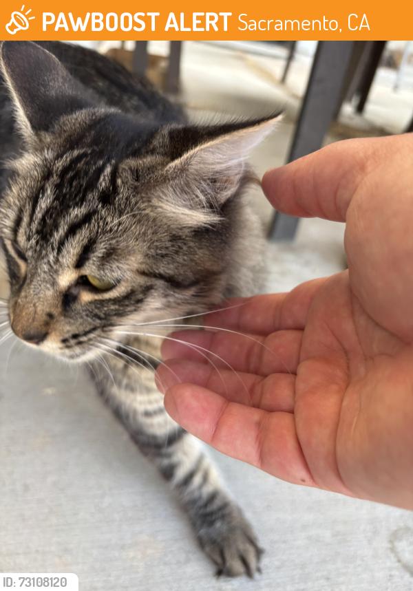 Found/Stray Unknown Cat last seen Stockton Blvd and McMahon, Sacramento, CA 95824