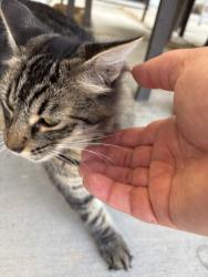 Found/Stray Unknown Cat last seen Stockton Blvd and McMahon, Sacramento, CA 95824