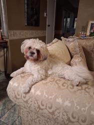 Reunited Female Dog last seen Citrus Ave. and Malaga Ave., Fontana, CA 92336