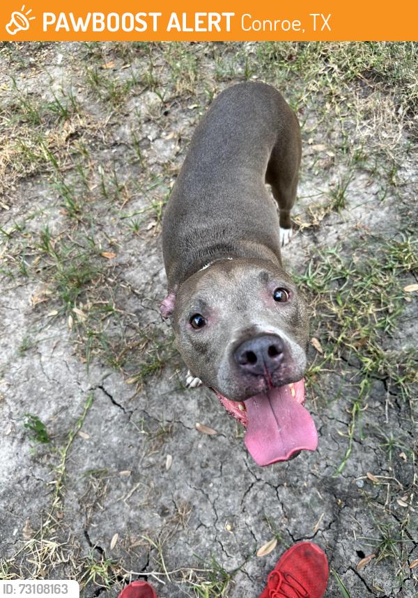 Found/Stray Female Dog last seen Montgomery creek ranch entry, Conroe, TX 77385