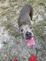 Found/Stray Female Dog last seen Montgomery creek ranch entry, Conroe, TX 77385