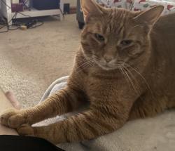 Reunited Male Cat last seen Commercial St and Mason St., Appleton, WI 54914